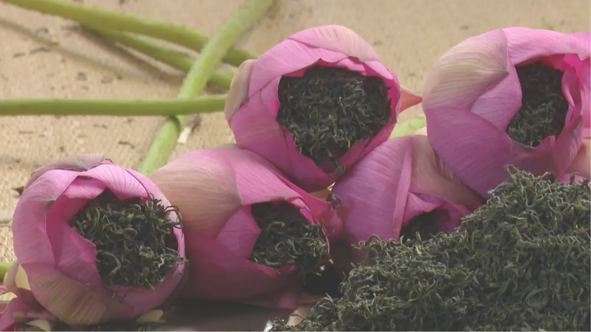 Trà sen Bách Diệp - Bạch thiên sen Hải Linh | Tự hào hàng Việt Nam | 23/08/2025